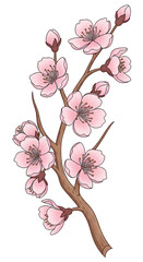 Cherry Blossom Branch with Pink Flowers and Buds Spring Illustration