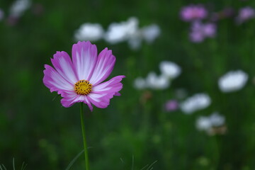 Fototapeta premium 秋風に揺れて咲く