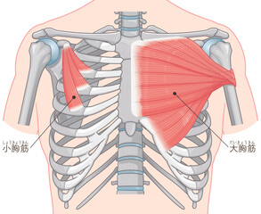 大胸筋、小胸筋のイラスト pectoral muscle illustration