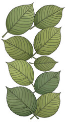 Green Leaves Illustration Arranged Vertically on White Background