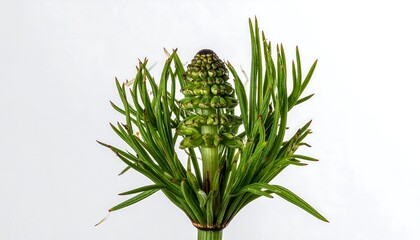 Close-up of a plant bud