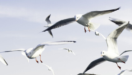 Seagulls, Birds, Animal image