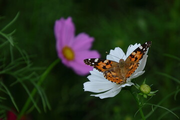 秋風に揺れて咲く