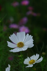 秋風に揺れて咲く