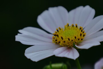 Fototapeta premium 秋風に揺れて咲く