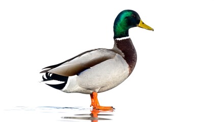 Fototapeta premium Duck in profile