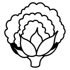 Simple outline illustration of a cauliflower with detailed florets and stem on a white background