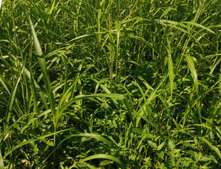 Green grass background with natural texture and sunlight