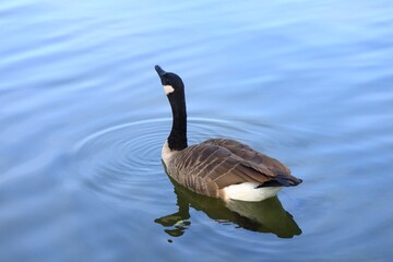 Canada goose（カナダ雁）