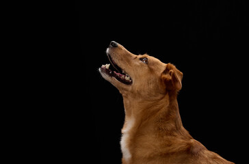 The brown dog raises its head slightly in a dramatic pose. The black background creates contrast.