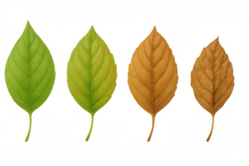 Green leaves transforming to brown autumn foliage showing the seasonal cycle and aging process of nature