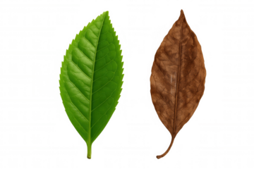 Green leaf and dry brown leaf symbolizing life, growth, death, decay, and the cycle of nature on transparent background