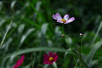 秋風に揺れて咲く
