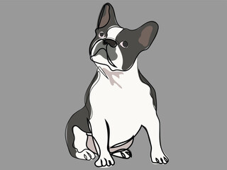 French Bulldog in continuous line drawing style