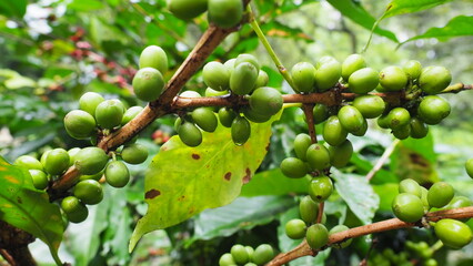 Green coffee cherries — the beginning of every perfect brew. The green bean. green coffee beans on branches