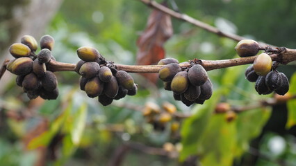 Aged coffee cherries on their final branch