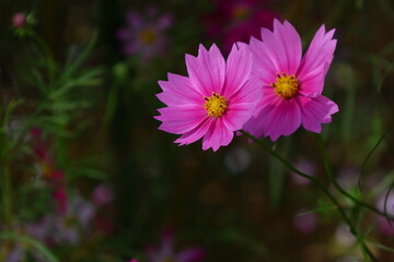 Obraz premium 秋風に揺れて咲く