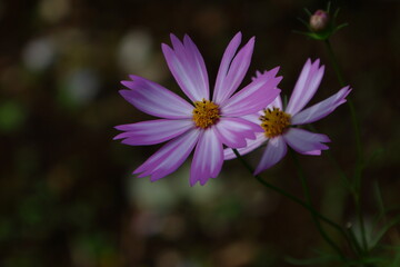 秋風に揺れて咲く