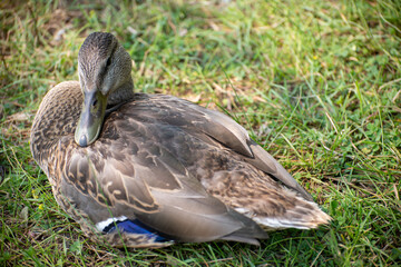Duck nesting in gras