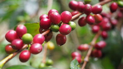 Fresh red coffee cherries on tree branch