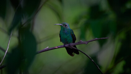 Colibri descansando en una rama 