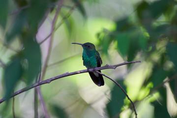 Colibri verde
