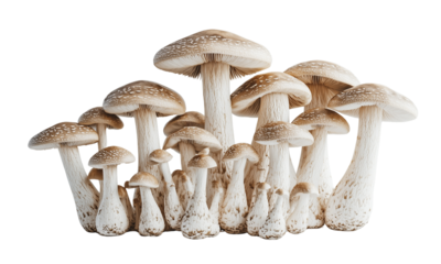 Creamy beige cluster of slender-stemmed mushrooms with convex caps and visible gills.