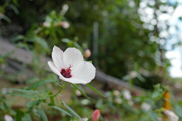 道端に咲く白い花