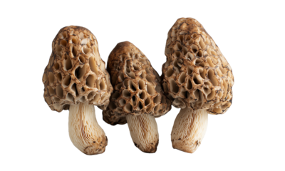 Three morel mushrooms with honeycomb-like conical caps and thick textured stems