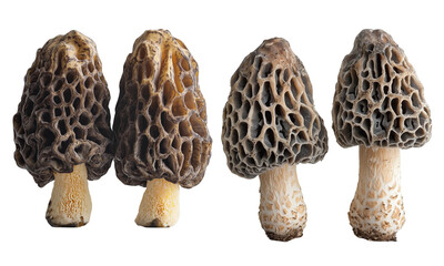 Four morel mushrooms with honeycomb-patterned caps and stout, textured stems, showing varied sizes and earthy tones.