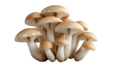 Cluster of light-brown shimeji mushrooms with rounded caps, visible gills, and short stems.