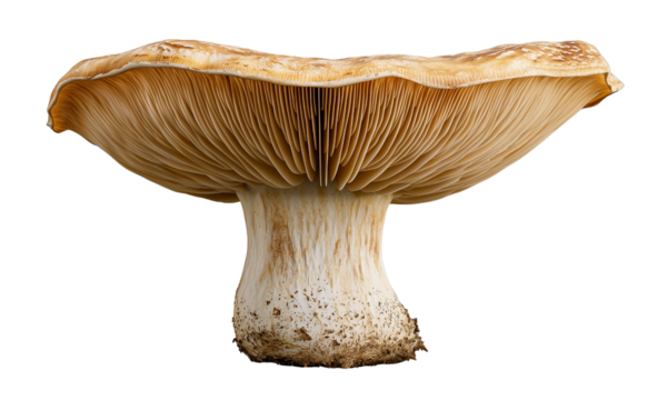 A single gilled mushroom with a broad, slightly upturned beige cap, visible lamellae and a thick, textured stem