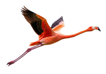 Flamingo in flight isolated on transparent background