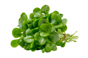 A bunch of watercress isolated on a transparent background