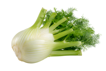 Fennel, a type of sorghum vegetable with green leaves on a transparent background