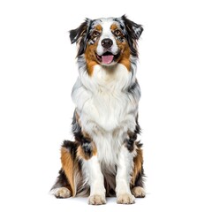 Dog portrait, sitting, happy