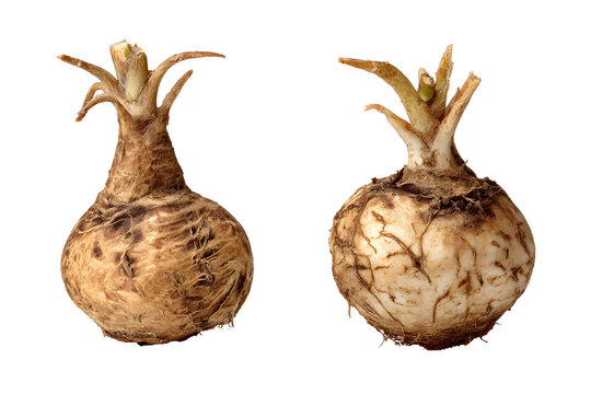 Two images of one maca root, front view, transparent background