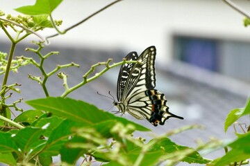 植物とアゲハ蝶