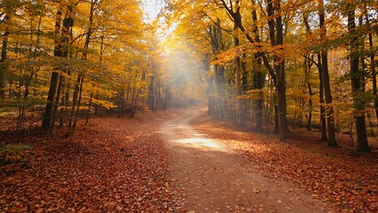 A road in a forest with leaves on the ground