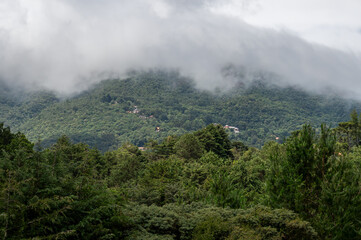 Misty cloud-shrouded mountain ridge above dense araucaria and evergreen canopy trees saw from Rua da Represa street under soft cloudy morning mist in Monte Verde, Camanducaia, Minas Gerais - Brazil.