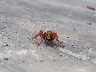 crab on the beach