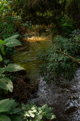 Shaded forest crystal clear stream with rippling water, dense green plants, and sunlit reflections through foliage in Pinheiro Velho hiking trail in Monte Verde, Camanducaia, Minas Gerais - Brazil.