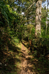A narrow forest trail winds between tall trees and dense foliage, illuminated by patches of sunlight, creating a serene hiking path in Monte Verde, Camanducaia, Minas Gerais - Brazil.