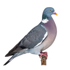 Fototapeta premium Pigeon on branch, profile view