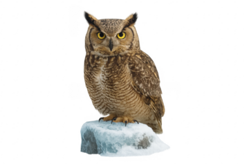 Great horned owl perching on snowy rock with transparent background