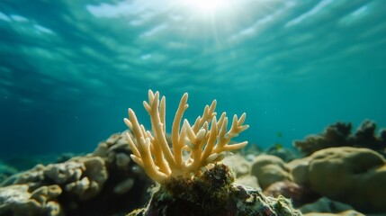 Underwater coral reef exploration tropical ocean nature photography marine environment close-up view coral conservation awareness