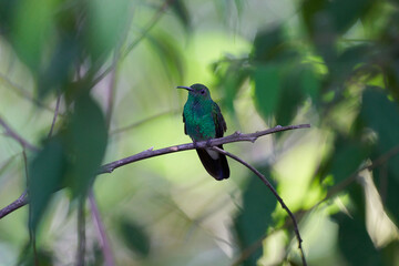 Colibri verde en rama