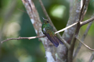 Colibri descansando