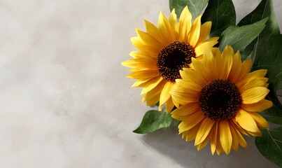 Obraz premium Sunflowers seen from above,