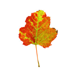 single red fallen leaf isolated on white background